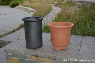 精品中號帶沿直筒盆 實用與美觀兼備的蘭花種植選擇